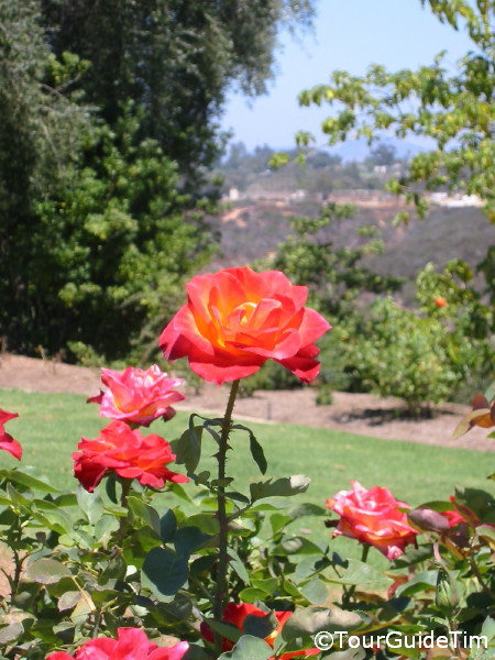 Balboa Park Flower Gardens Tourguidetim Reveals San Diego