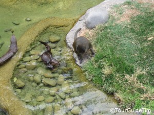 Otter and Monkey at the San Diego Zoo