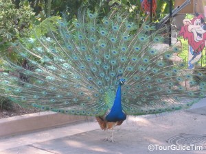 peacock entertaining crowds at the San Diego Zoo