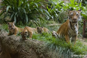 Malayan Tiger Cubs with Mother