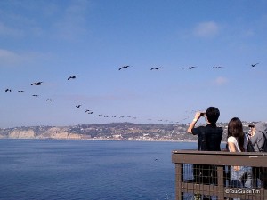 brown pelicans flying in formation past La Jolla Cove