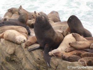 Sea lions basking on the rocks at La Jolla Cove