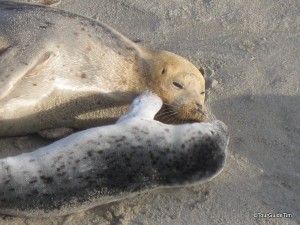 Mother and baby seal resting on beach