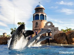 Dolphin and Whale Show at SeaWorld