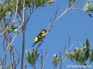 Birds in the Anza-Borrego Desert