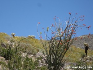 Ocotillo flowers in the desert