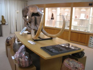 gem-museum-fossil